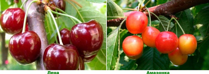 Late varieties of cherries