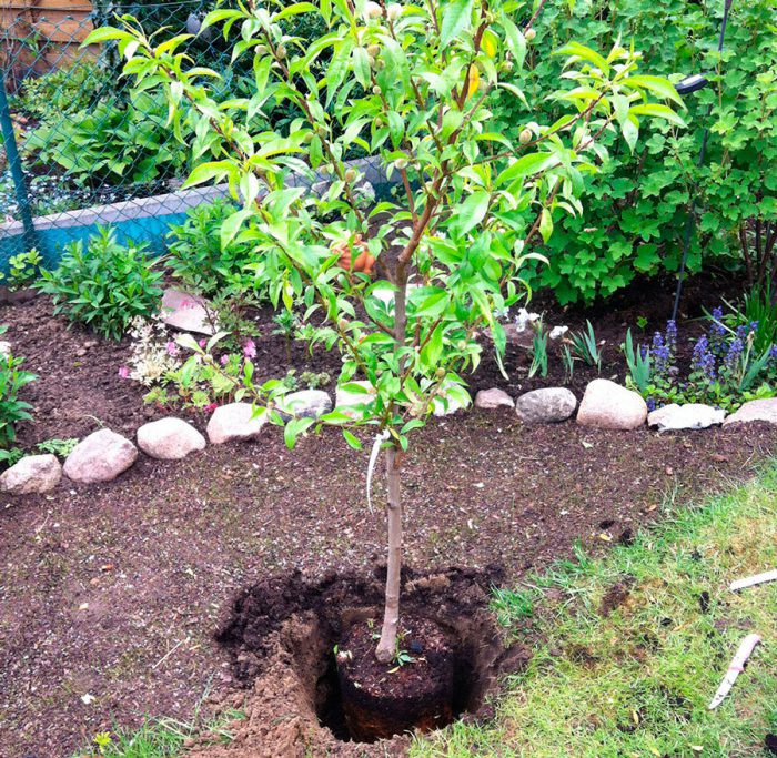 Plantera en persika i öppen mark