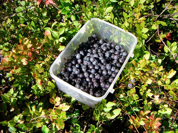Blueberry picking and storage