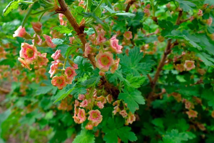 Currant care in spring
