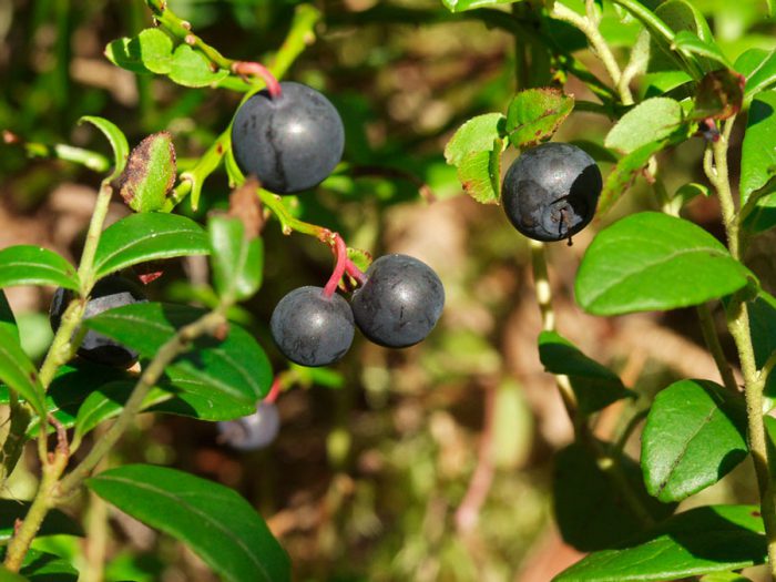 How to care for blueberries