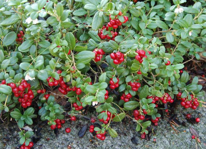 Lingonberry care