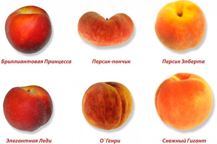 Peach varieties with description
