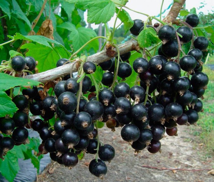 Summer currant care