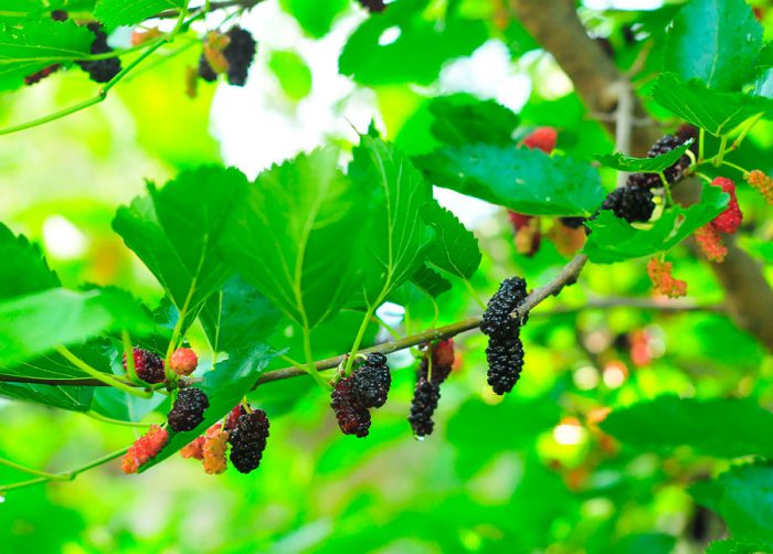 Mulberry in Siberia