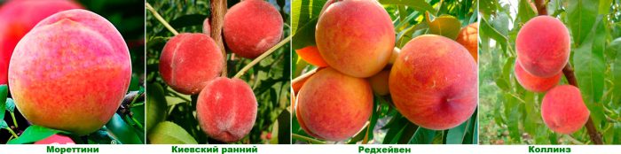 Early peach varieties