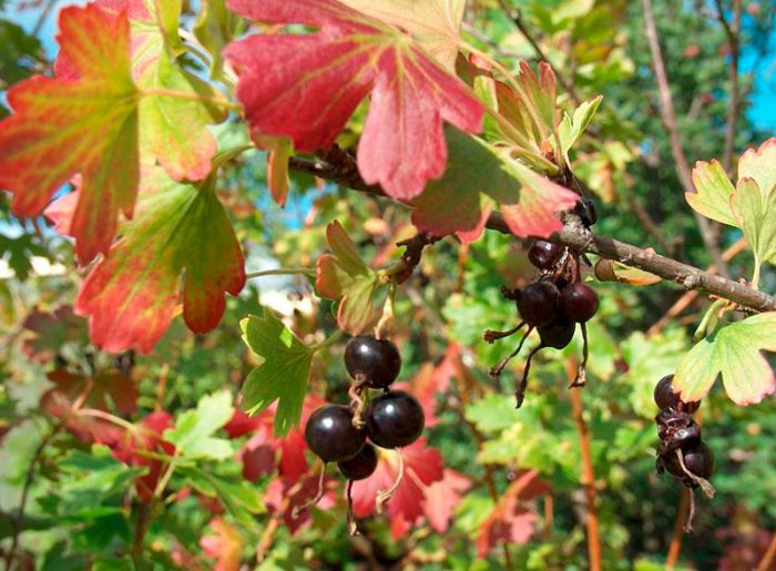 Vinbärvård på hösten