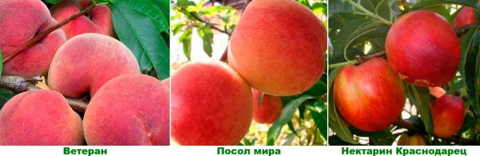Medium peach varieties