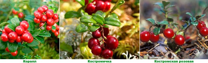 Types and varieties of lingonberry
