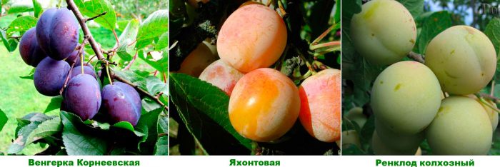 Soiuri de prune pentru regiunea Moscova