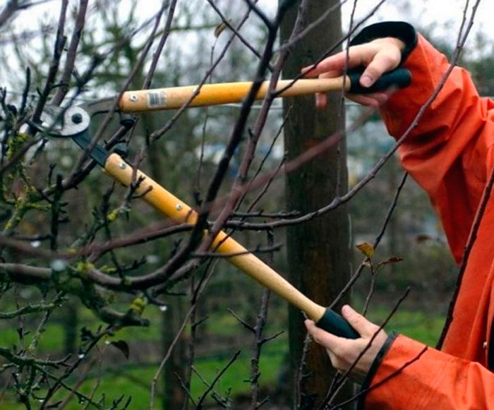 Mulberry pruning in spring