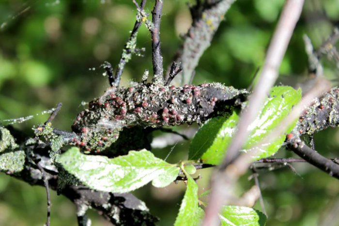 Diseases and pests of blackthorn