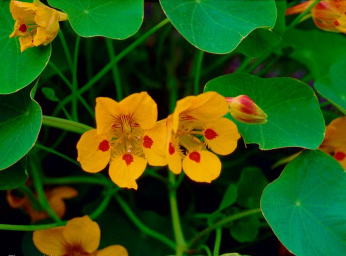 Pequeña capuchina