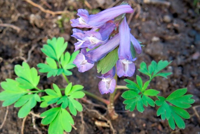 Corydalis planting in the open field