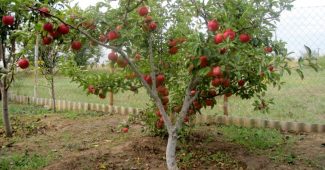 Dvärg äppelträd