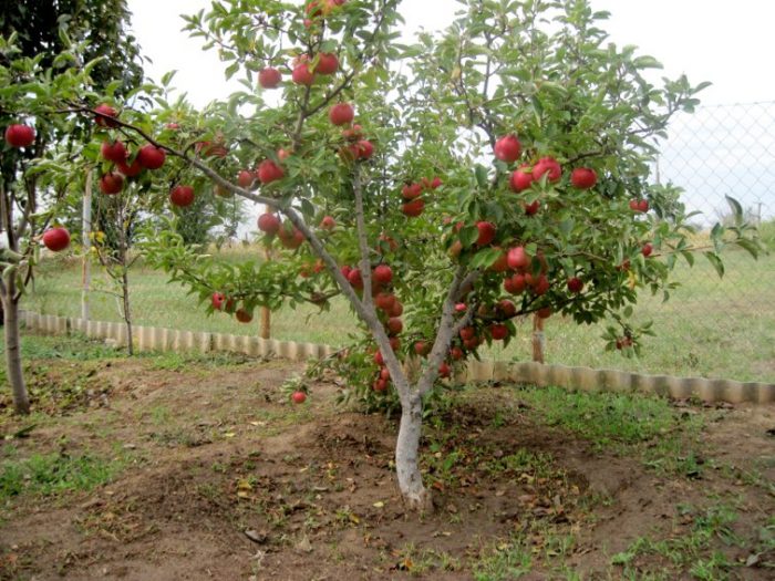 Dvärg äppelträd