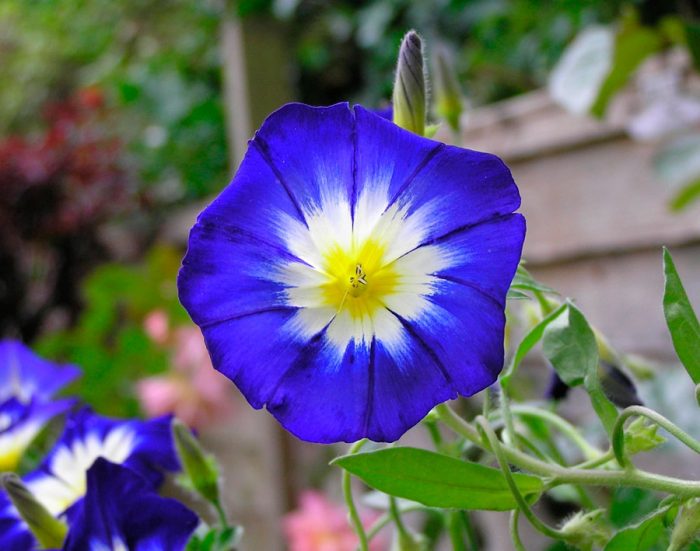 Bindweed