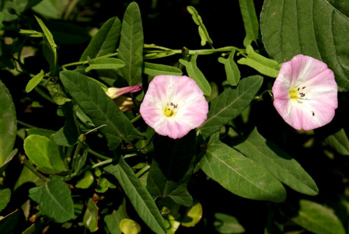 Bindweed two-peaked