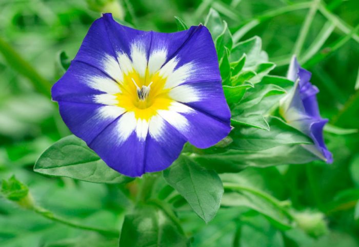 Bindweed tricolor