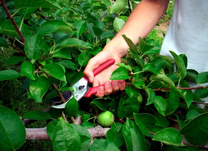 Törpe almafák metszése