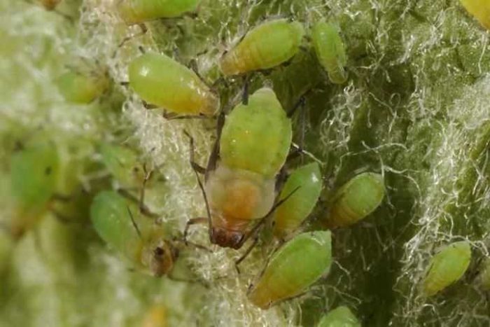 Green apple aphid