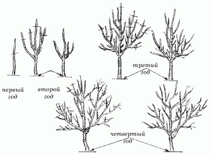Pruning rules
