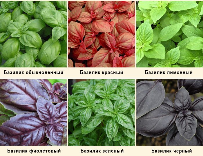 Types and varieties of basil