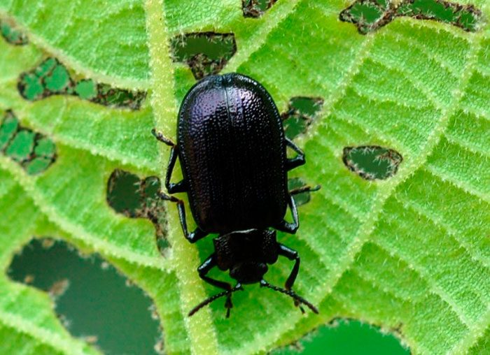 Nut leaf beetle