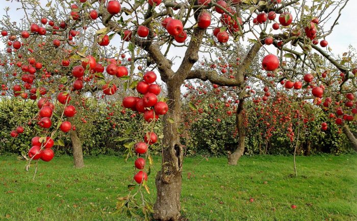 Dwarf apple tree