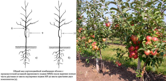 Reproduction of dwarf apple trees using an intercalary insert