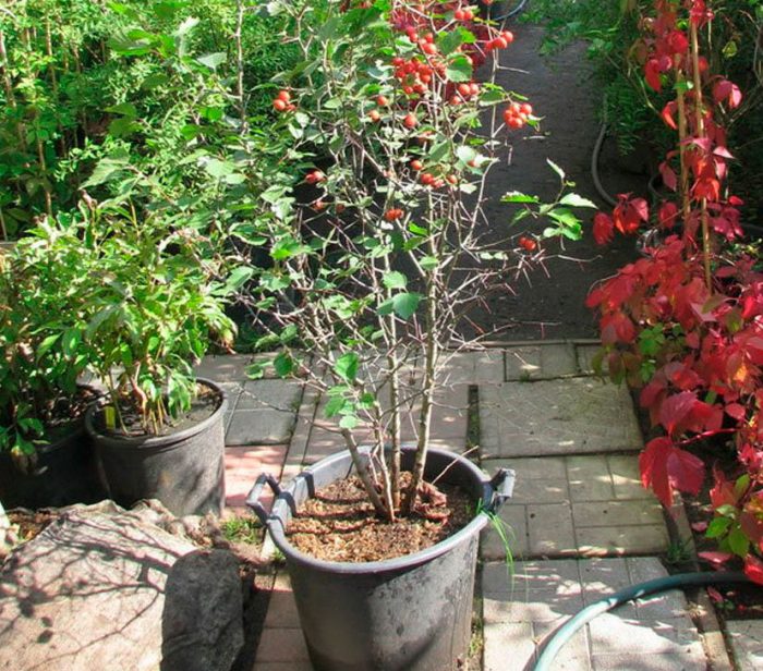 Planting hawthorn in open ground