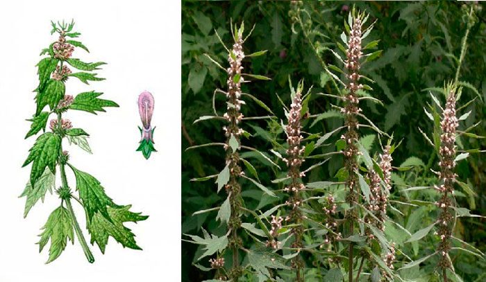 Motherwort collection and storage