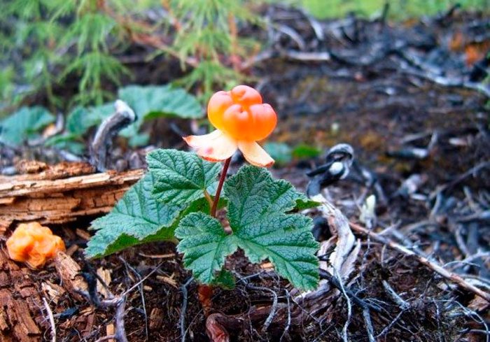 Planting cloudberries in open ground