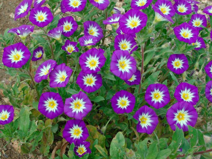 Bindweed gondozás