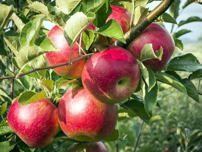 Törpe almafák a moszkvai régió számára