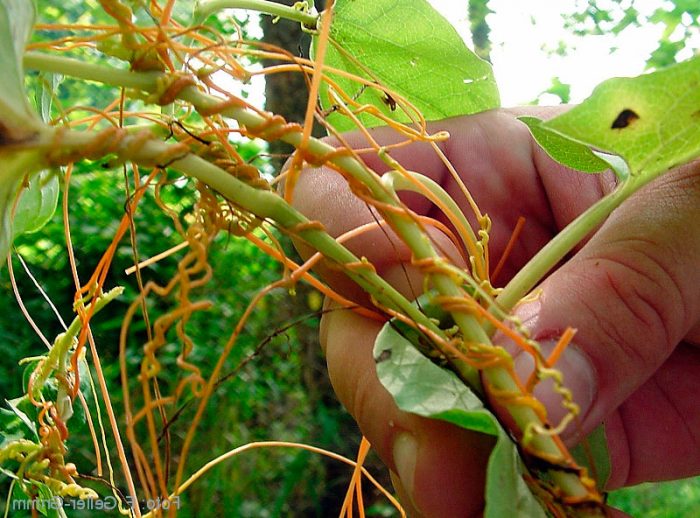 How to get rid of bindweed