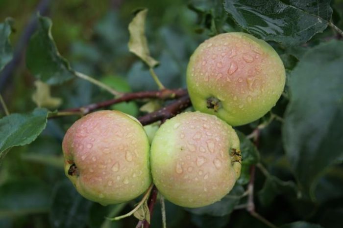 Dvärg äppelträd för Ural