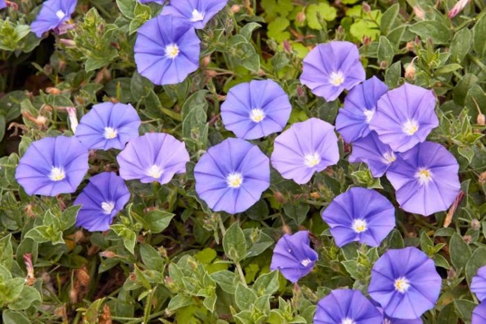 Bindweed mór