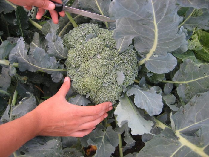 Growing broccoli in the Moscow region