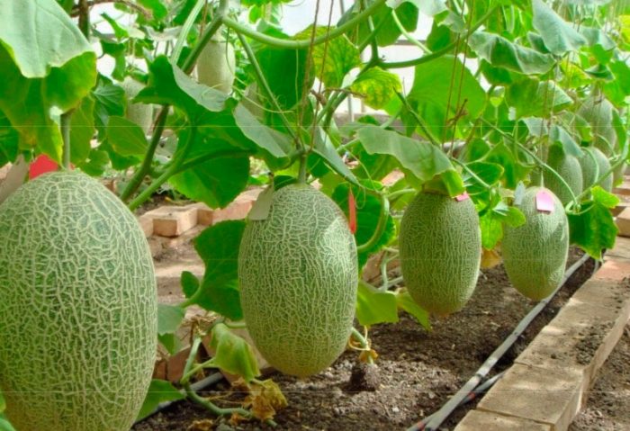 Växande melon i ett växthus