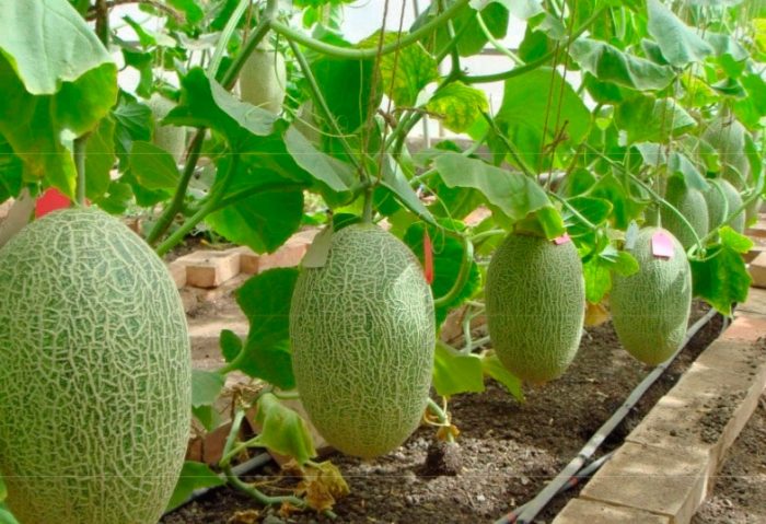 Cultiver du melon dans une serre