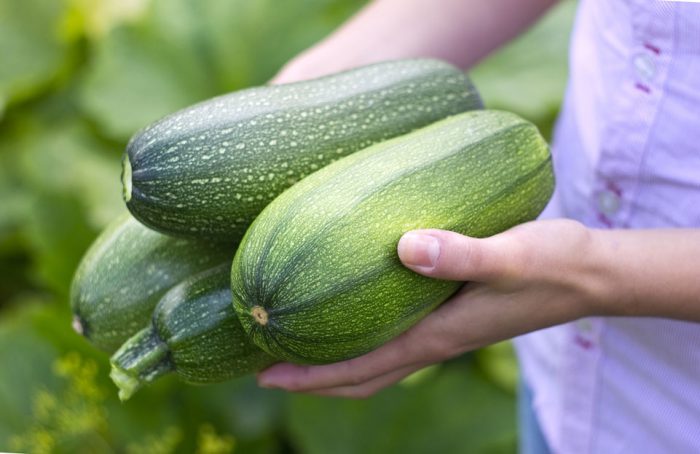 Collection and storage of zucchini