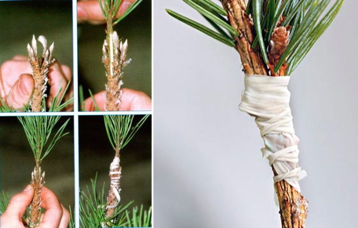 Reproduction of pine by grafting