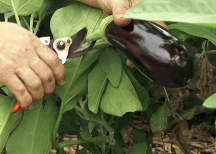 Collection and storage of eggplants