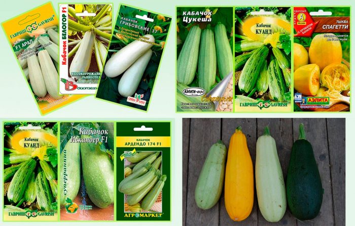 Types and varieties of zucchini