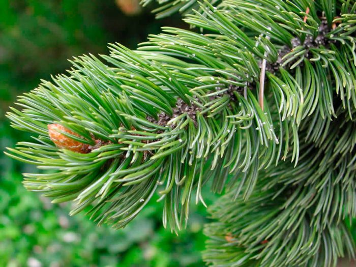 Bristol fenyő (Pinus aristata) vagy bristlecone fenyő
