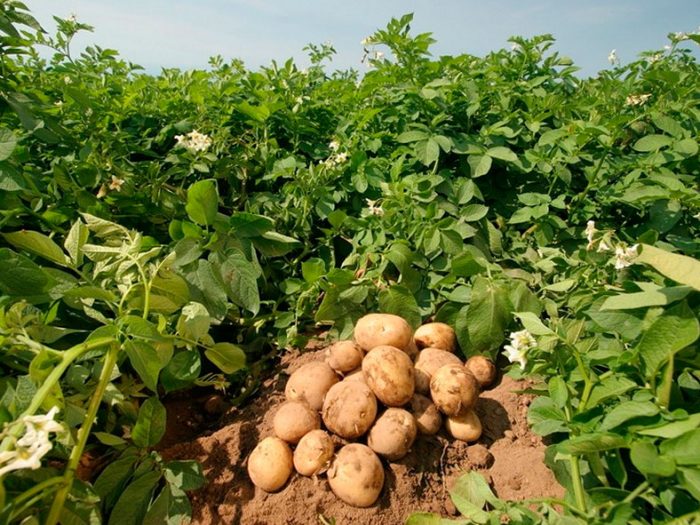 Features of potatoes