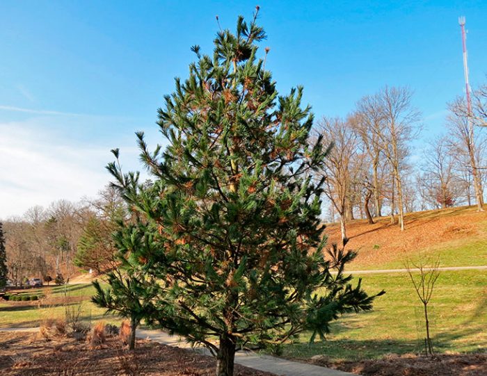 Rugalmas fenyő (Pinus flexilis)