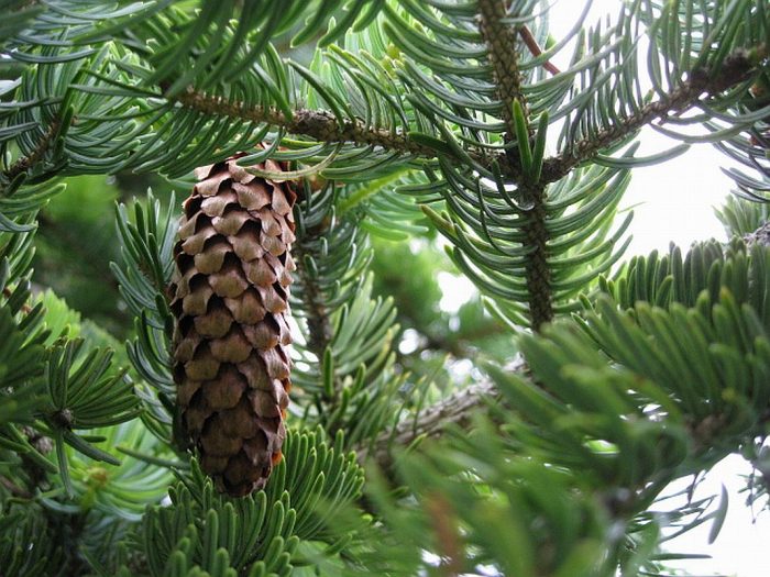 Ayan spruce (Picea ajanensis), or Hokkaid spruce