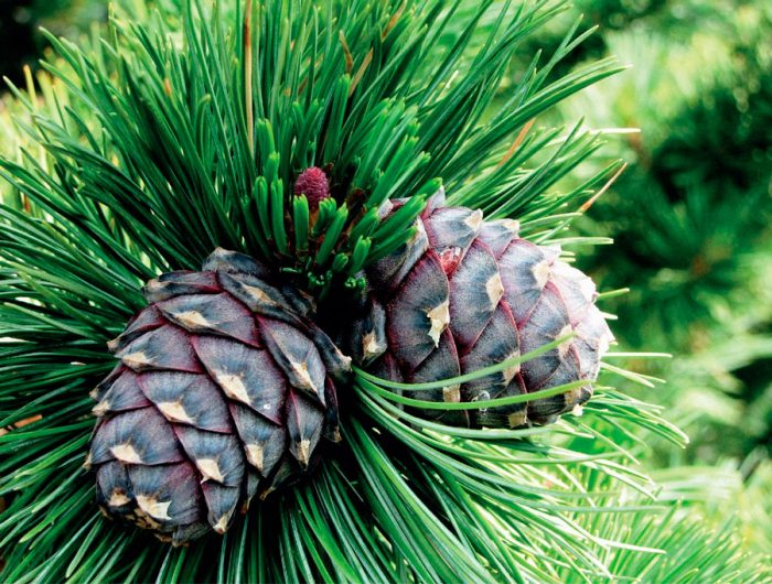 European pine (Pinus cembra), or European cedar